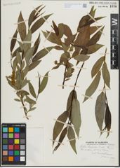 Foto von Salix lasiandra Benth.